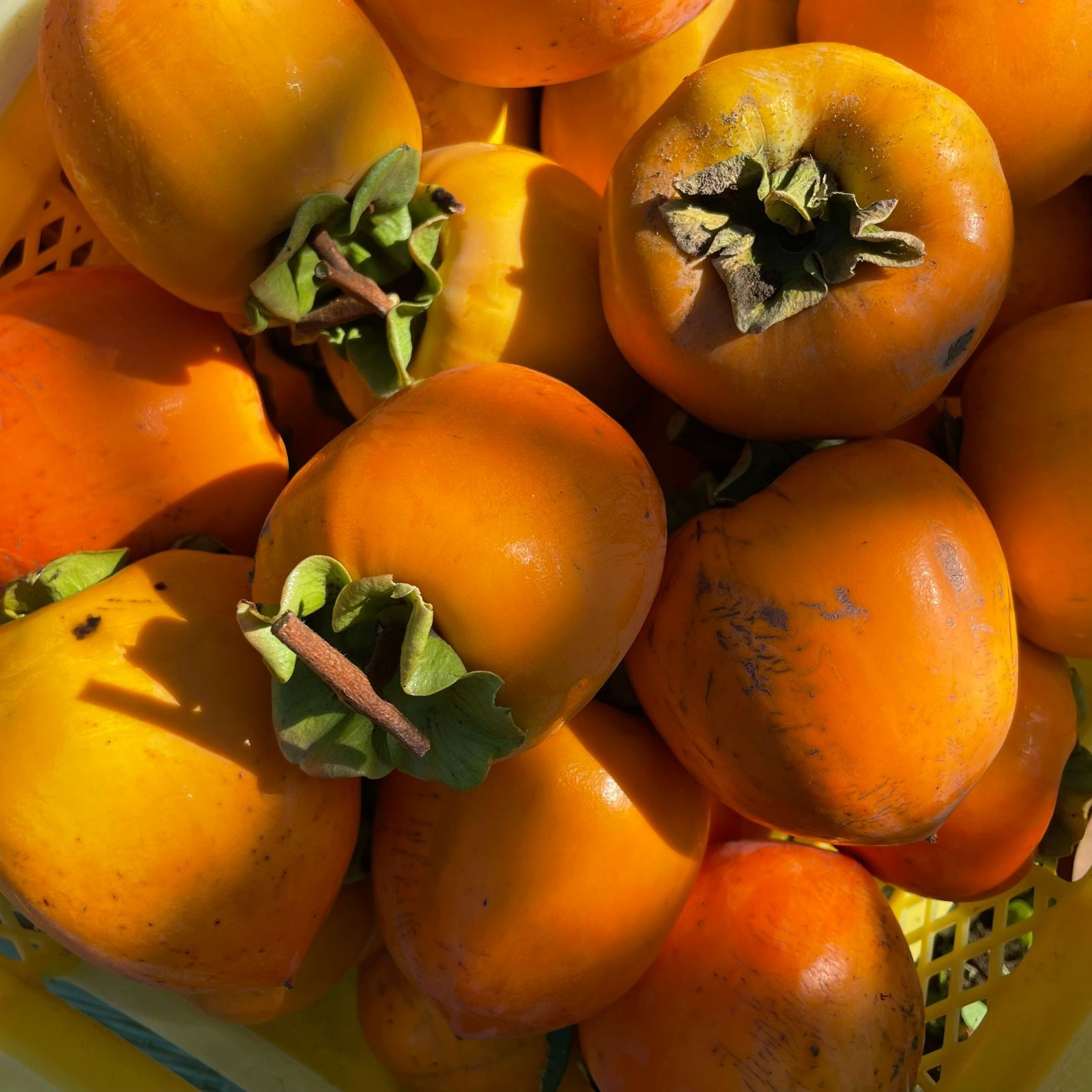 山梨県産 柿 甲州百目 干し柿 10キロ - メルカリ