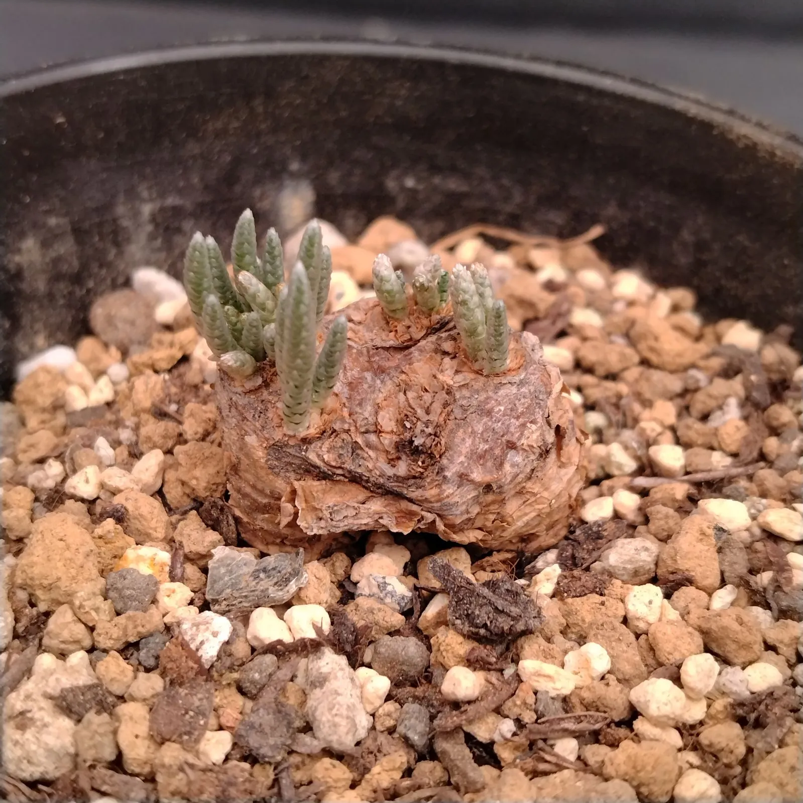 2025年最新】アボニア クイナリアの人気アイテム - メルカリ