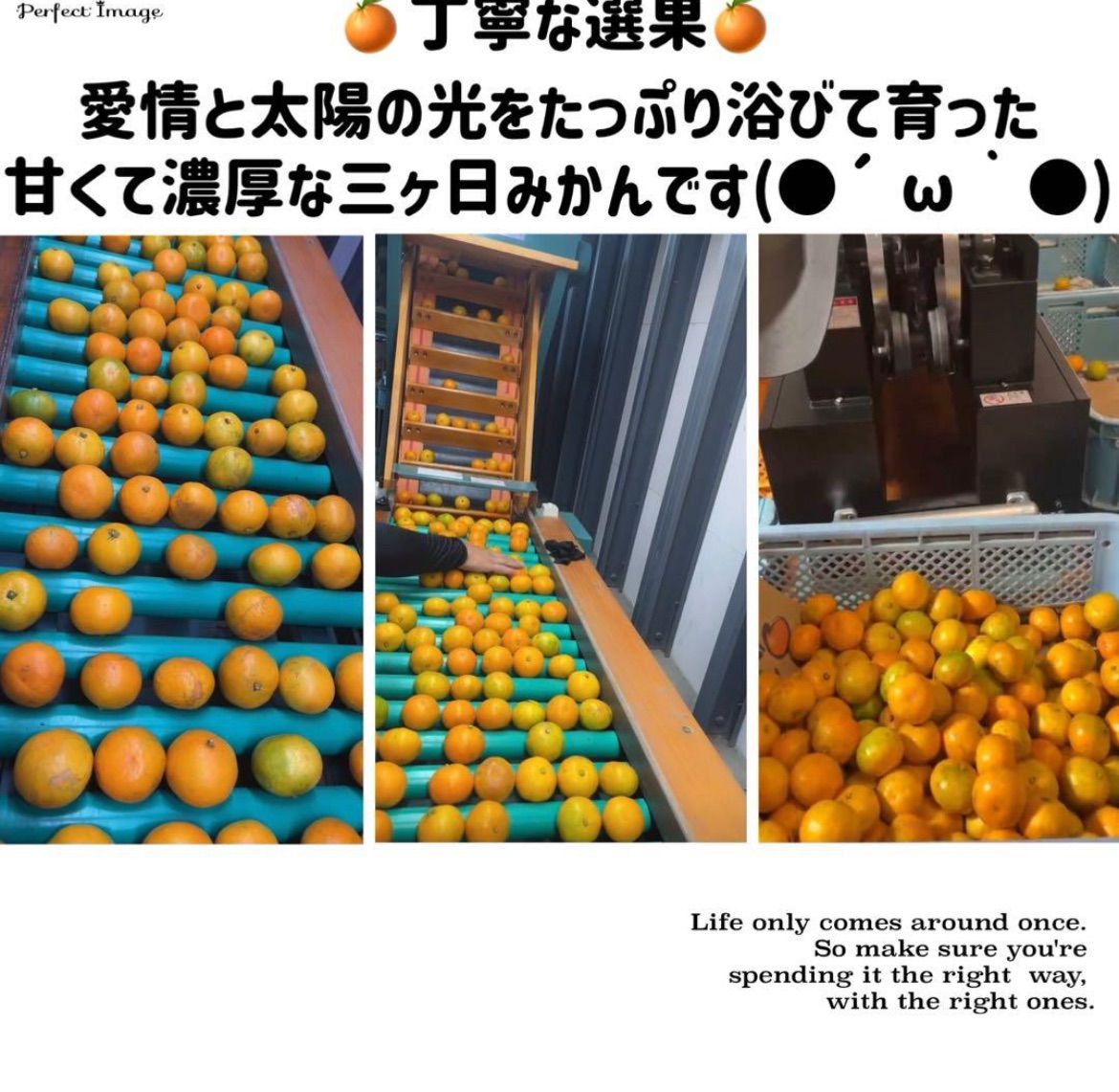 採れたて！三ヶ日早生みかん みかん 10kg ミカン 三ヶ日みかん