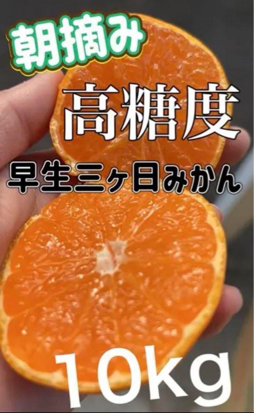 採れたて！三ヶ日早生みかん みかん 10kg ミカン 三ヶ日みかん