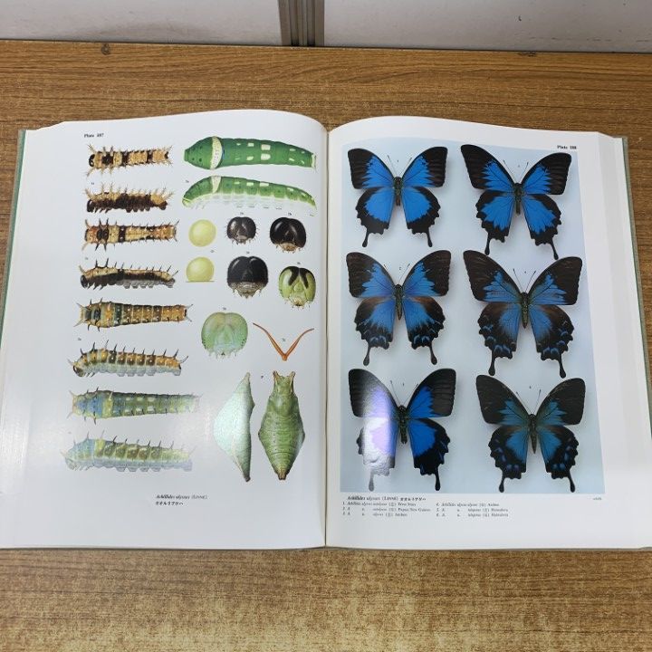 □01)【1点限り!】世界のアゲハチョウ/図版編・解説編 2冊入り/五十嵐