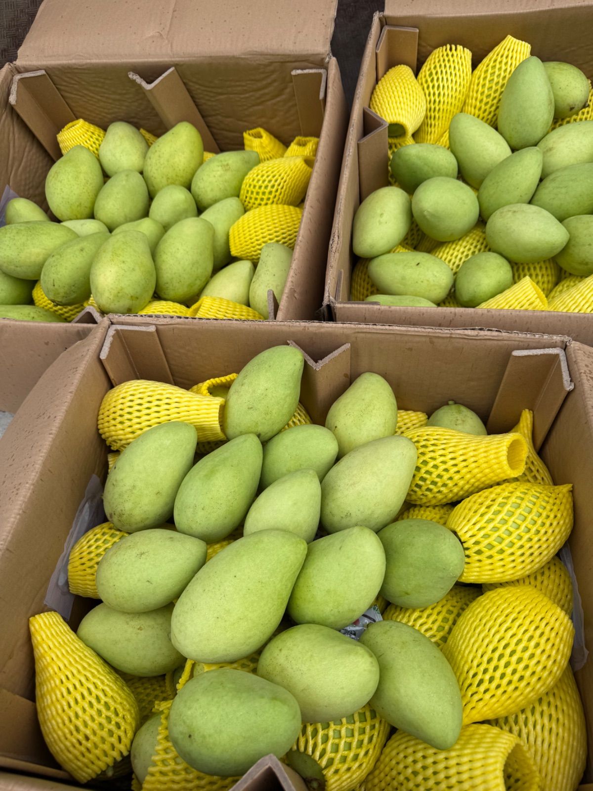 ベトナム産グリーンマンゴー約10kg（冷蔵発送） 【公式ショッピング