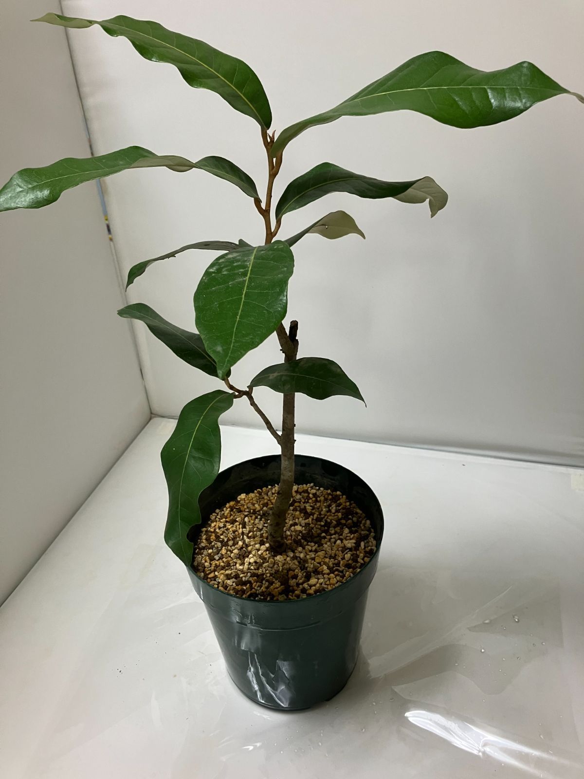 自然な樹形が美しい 山採りの ヒサカキ 698 樹高2.1m位 ヒメサカキ 姫榊