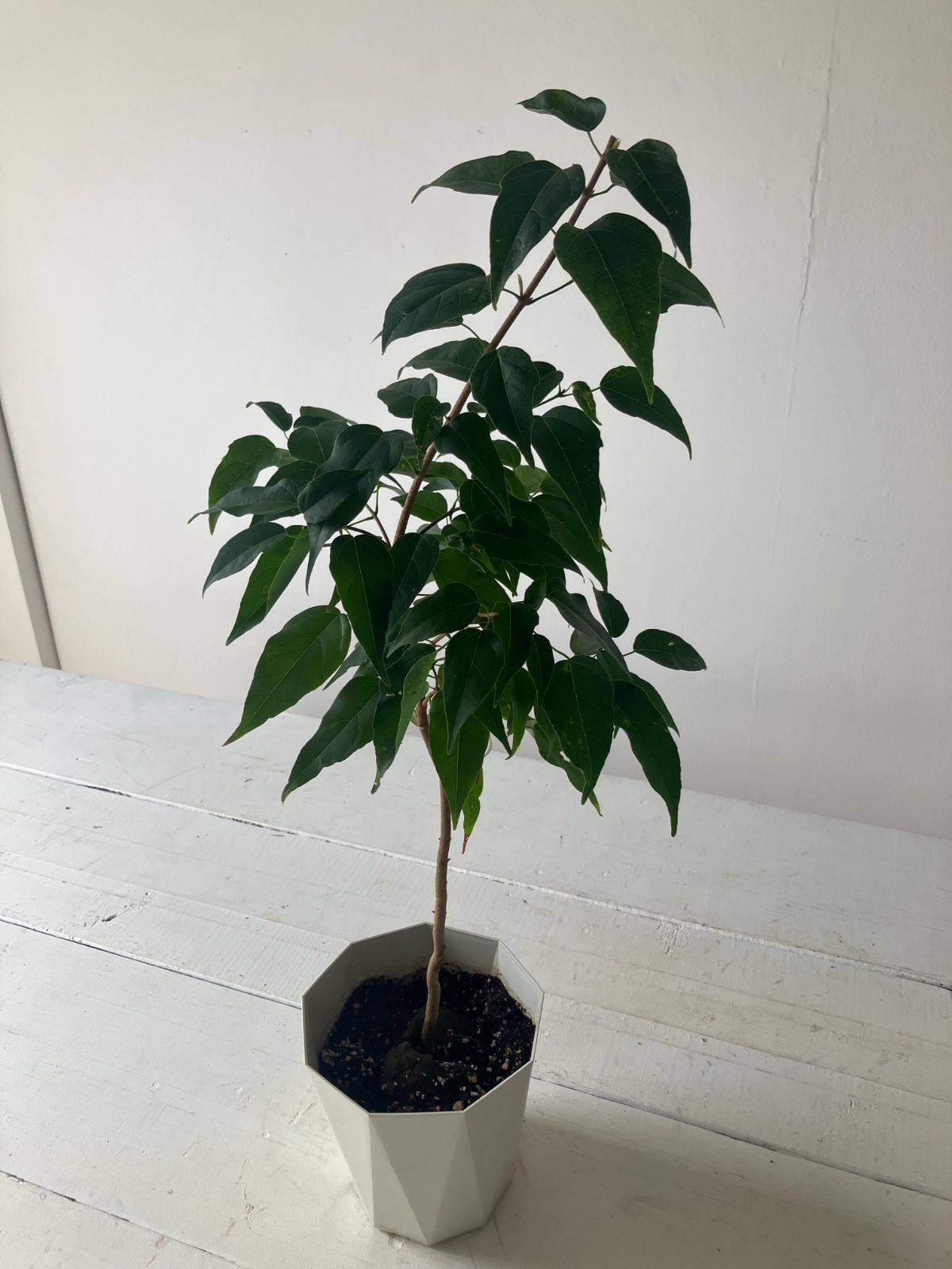 盆栽クスノハカエデ 常緑のカエデ クスノハカエデ - メルカリ