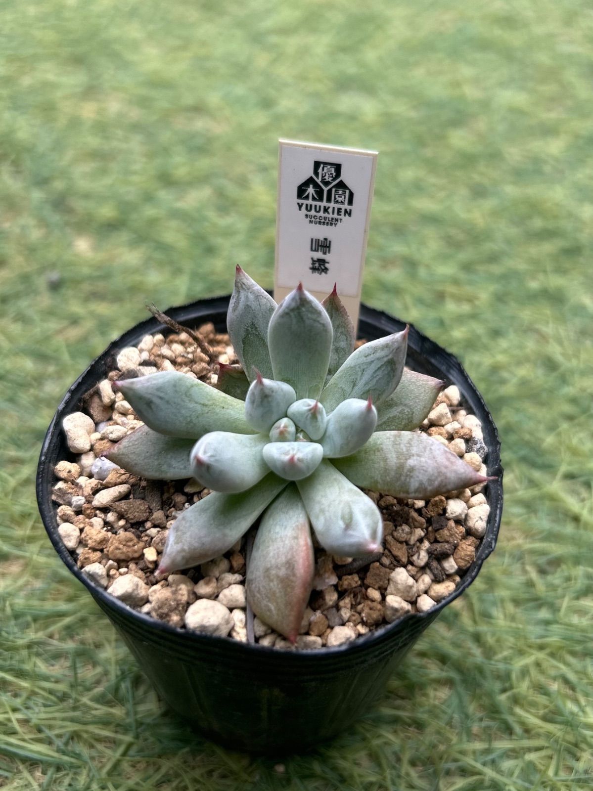 優木園 雪蜂 美苗 メルカリ便 【公式通販】