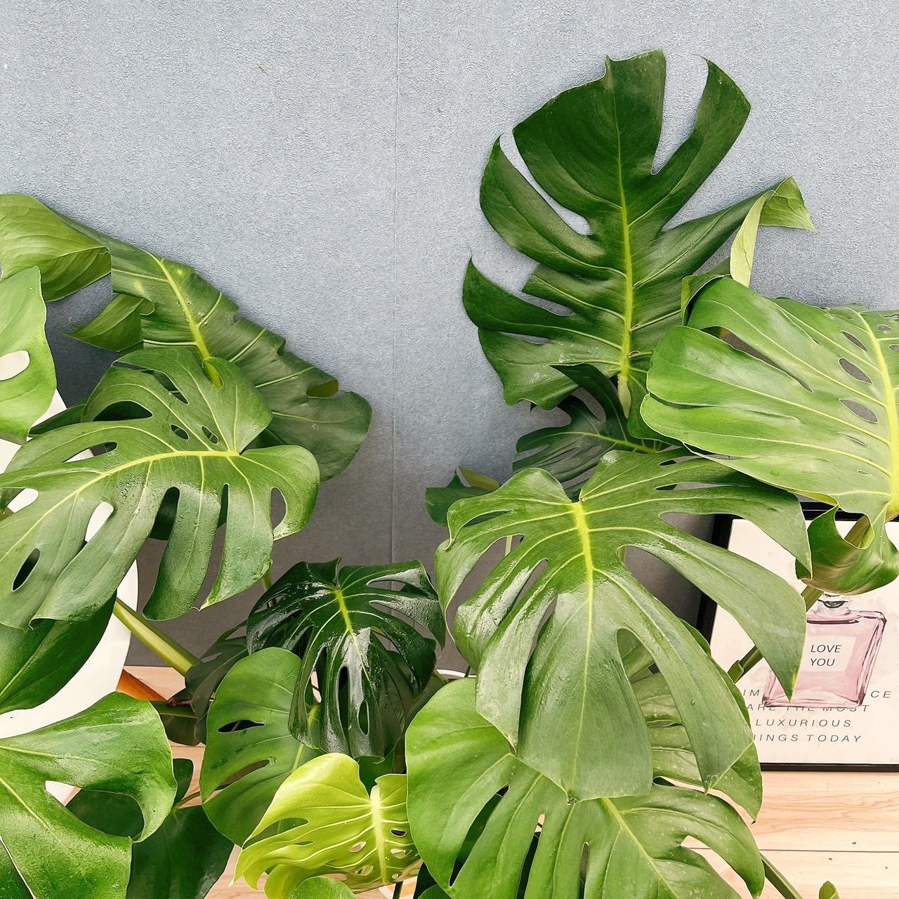 モンステラ ボルシギアナ ミント（Mint Variegata）Monstera