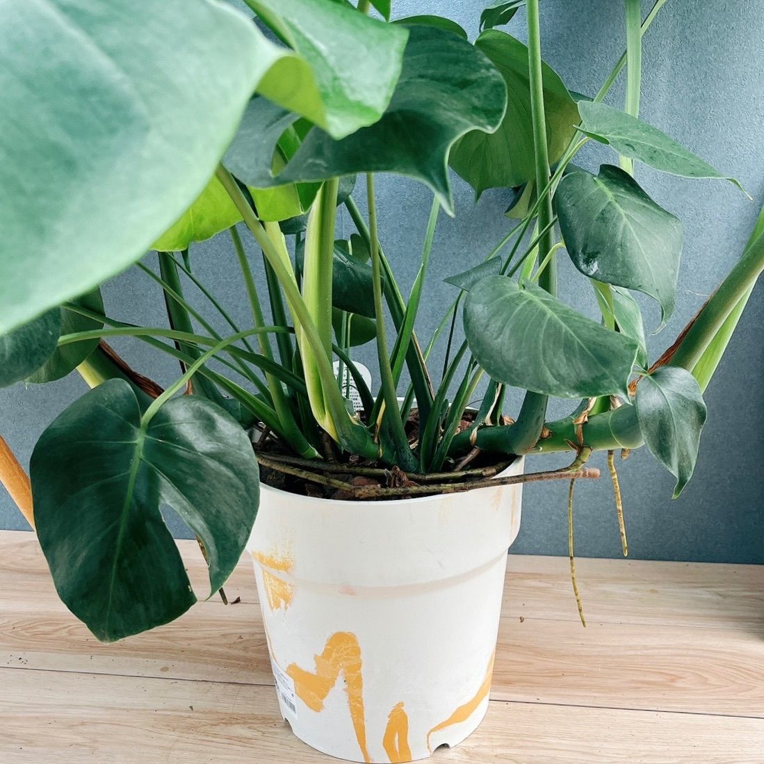 現品］A モンステラ デリシオーサ 8号 観葉植物 室内 大型 育てやすい