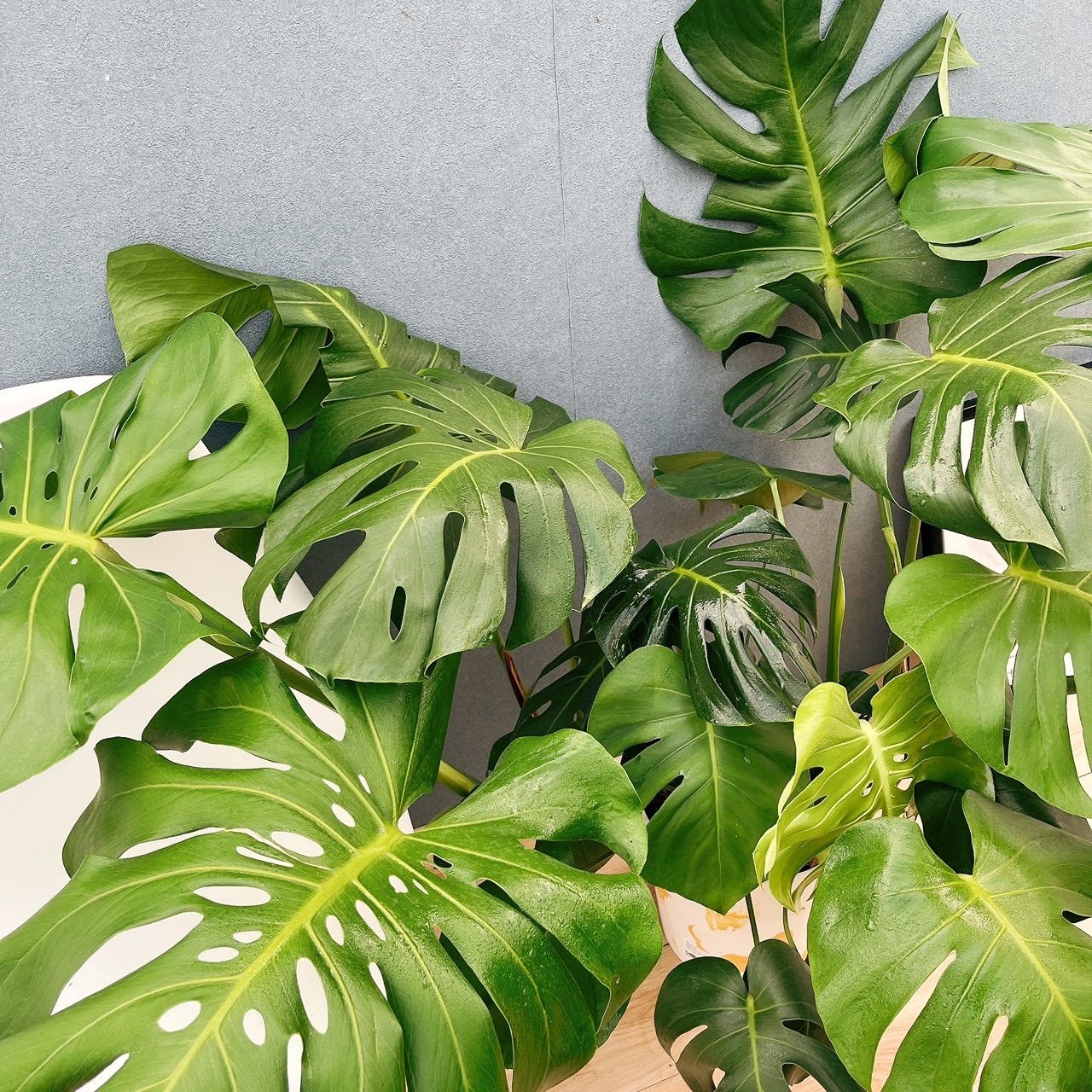 現品］90番 モンステラ デリシオーサ 8号 観葉植物 室内 大型 おしゃれ