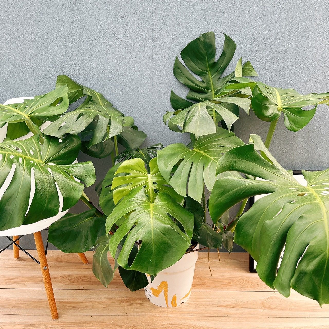 現品］A モンステラ デリシオーサ 8号 観葉植物 室内 大型 育てやすい