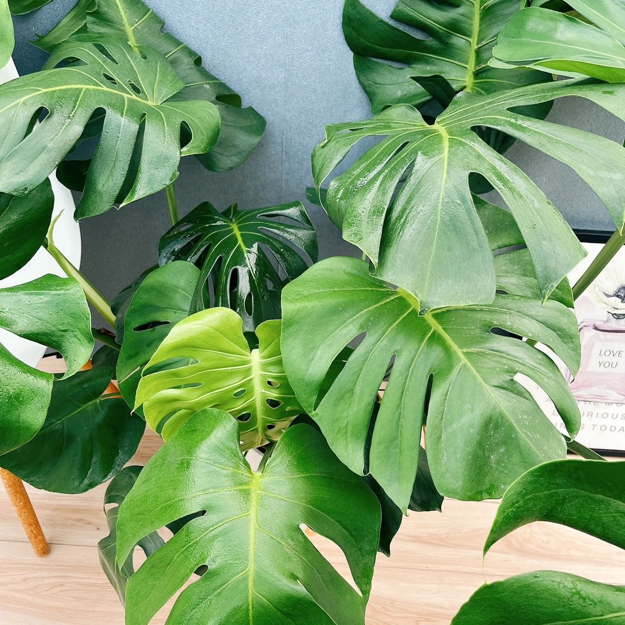 現品］A モンステラ デリシオーサ 8号 観葉植物 室内 大型 育てやすい