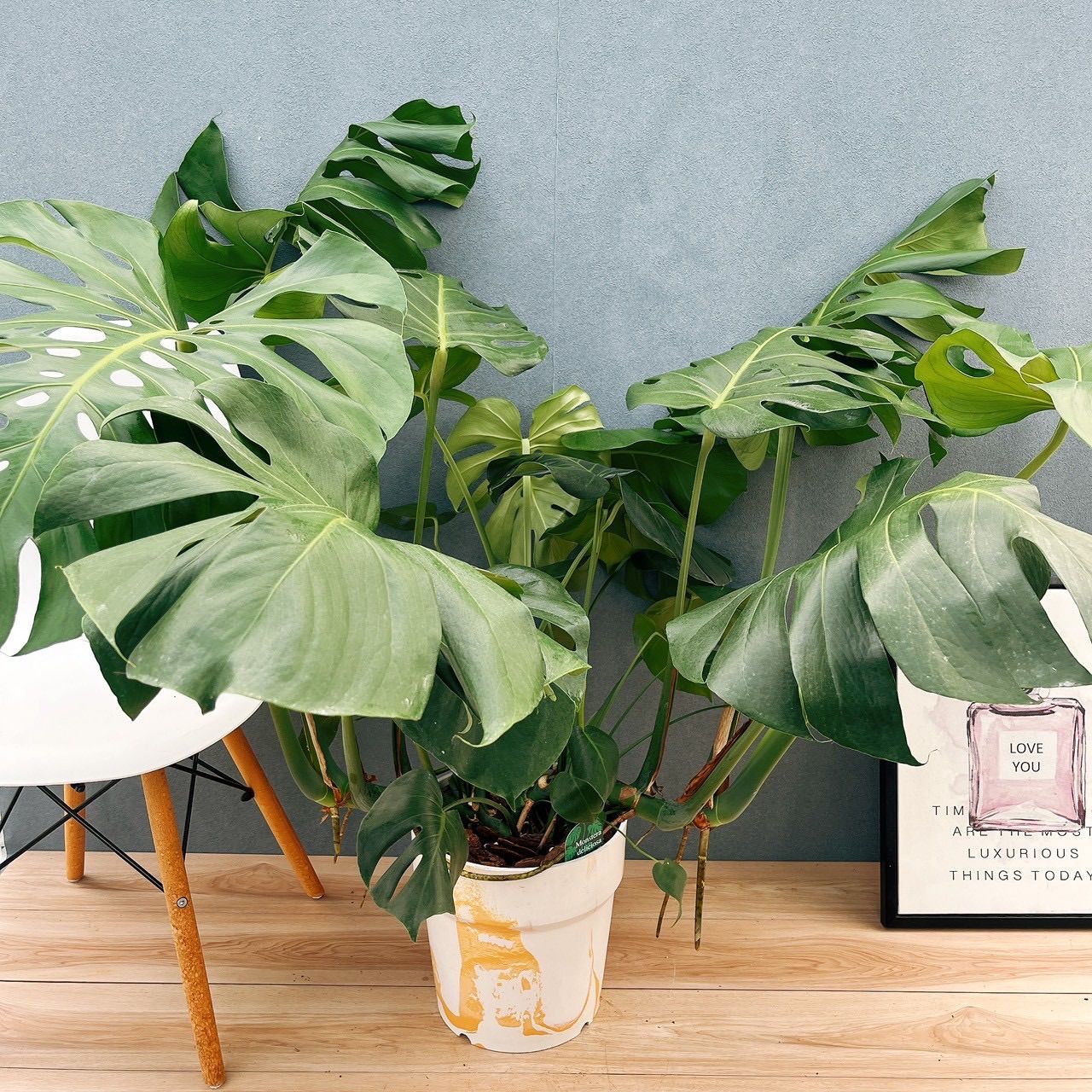 現品］A モンステラ デリシオーサ 8号 観葉植物 室内 大型 育てやすい