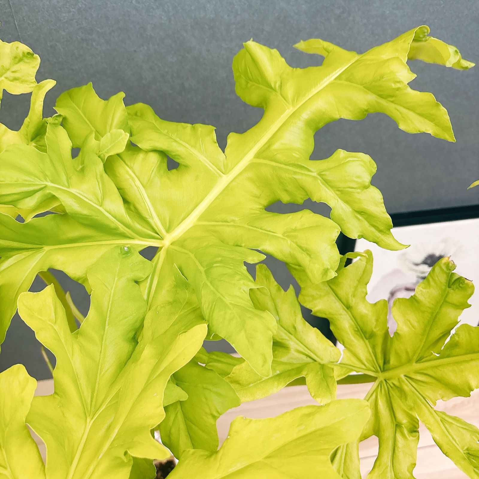 現品］【希少】幹太！！ 21番 フィロデンドロン セローム ゴールド