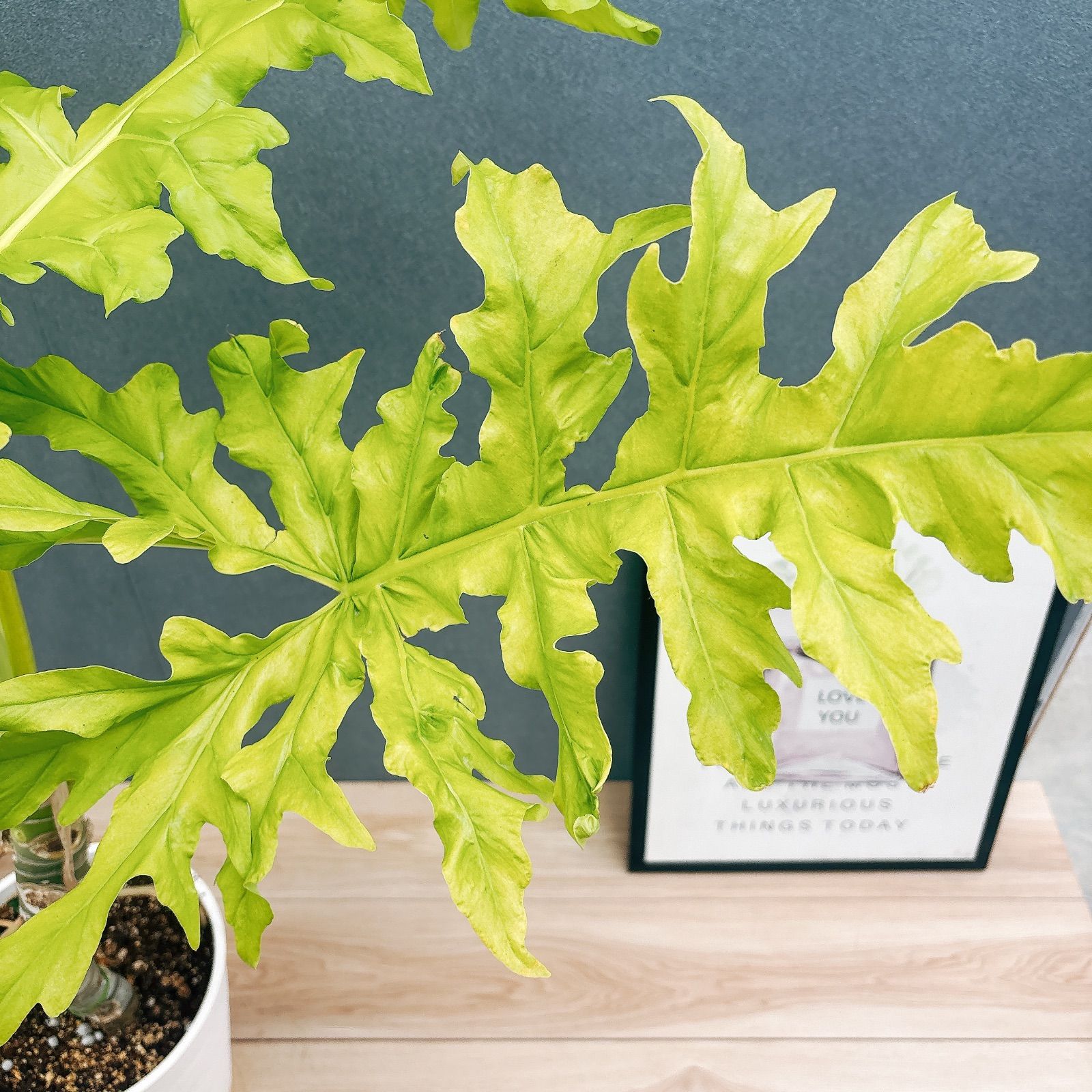 現品］【希少】幹太！！ 21番 フィロデンドロン セローム ゴールド