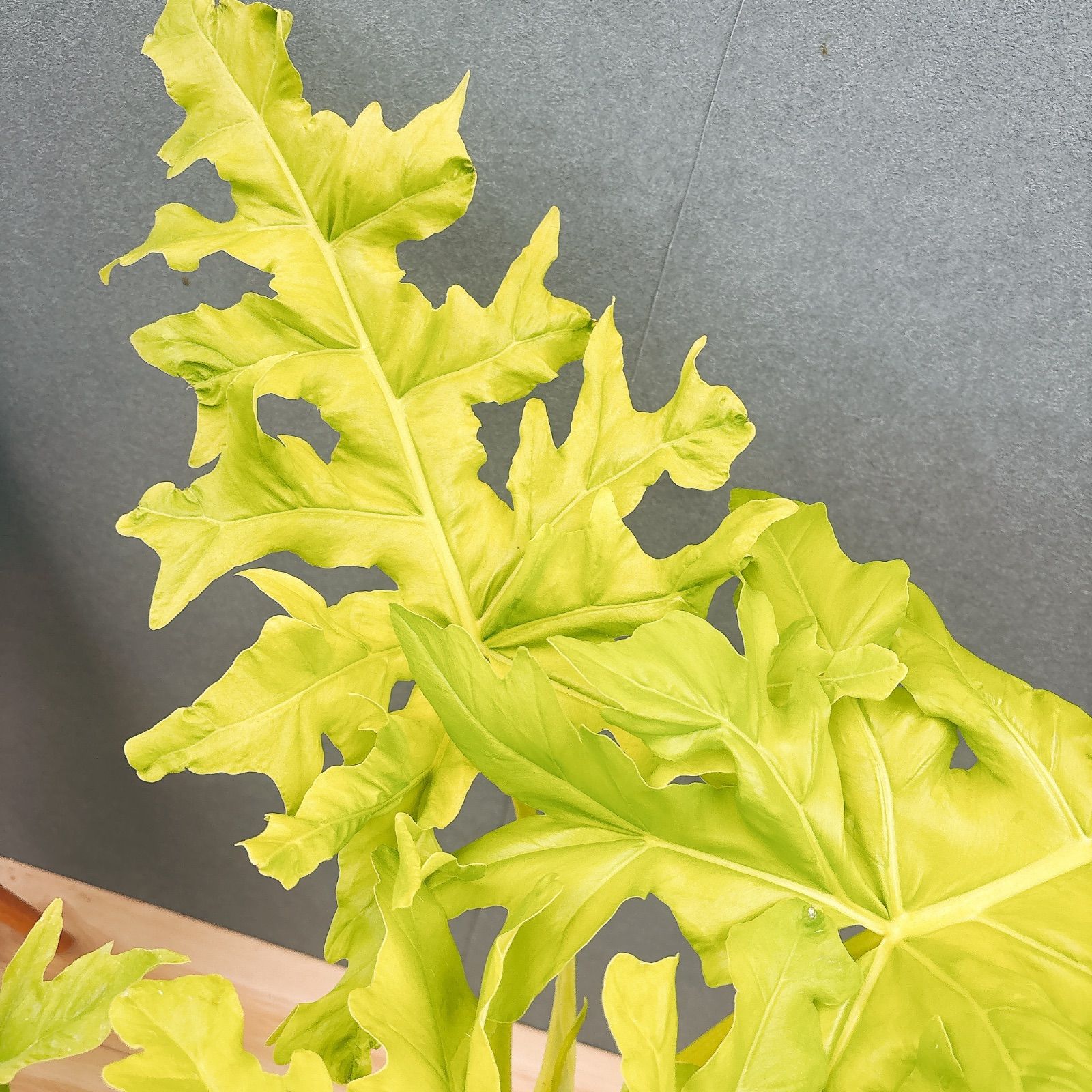 現品］【希少】幹太！！ 21番 フィロデンドロン セローム ゴールド