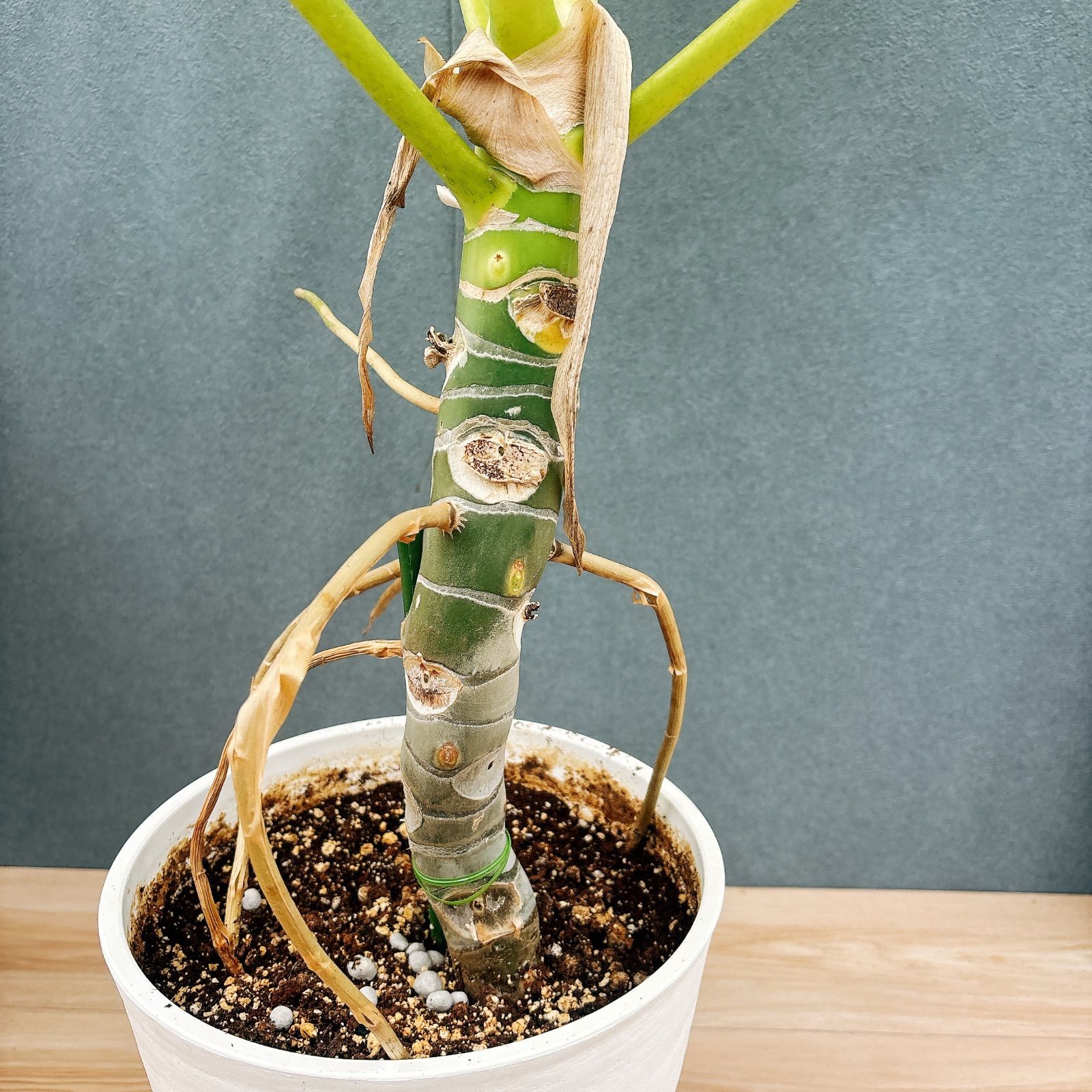 現品］【希少】幹太！！ 21番 フィロデンドロン セローム ゴールド