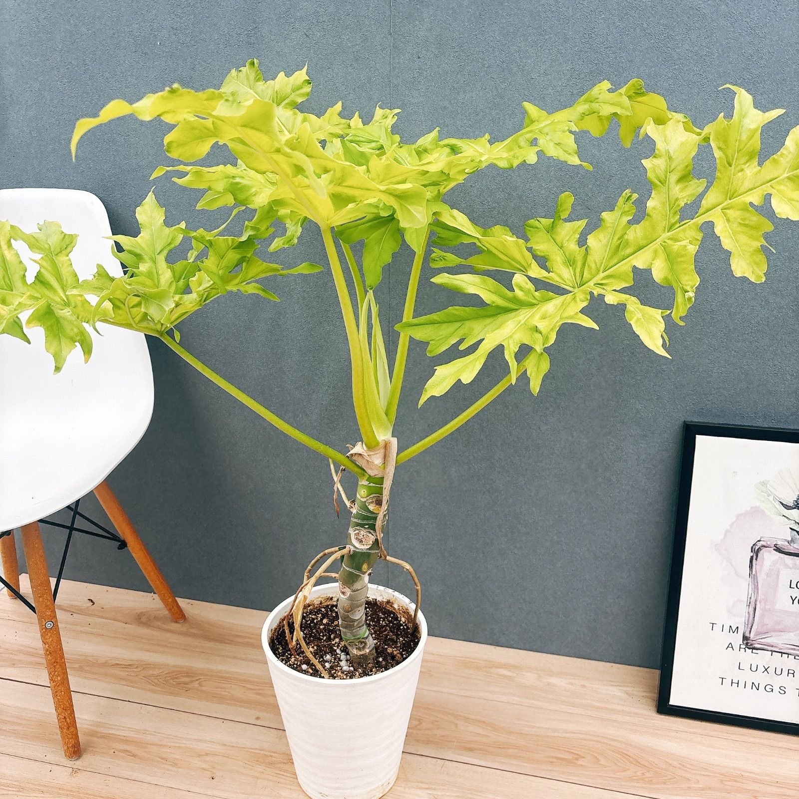 現品］【希少】幹太！！ 21番 フィロデンドロン セローム ゴールド