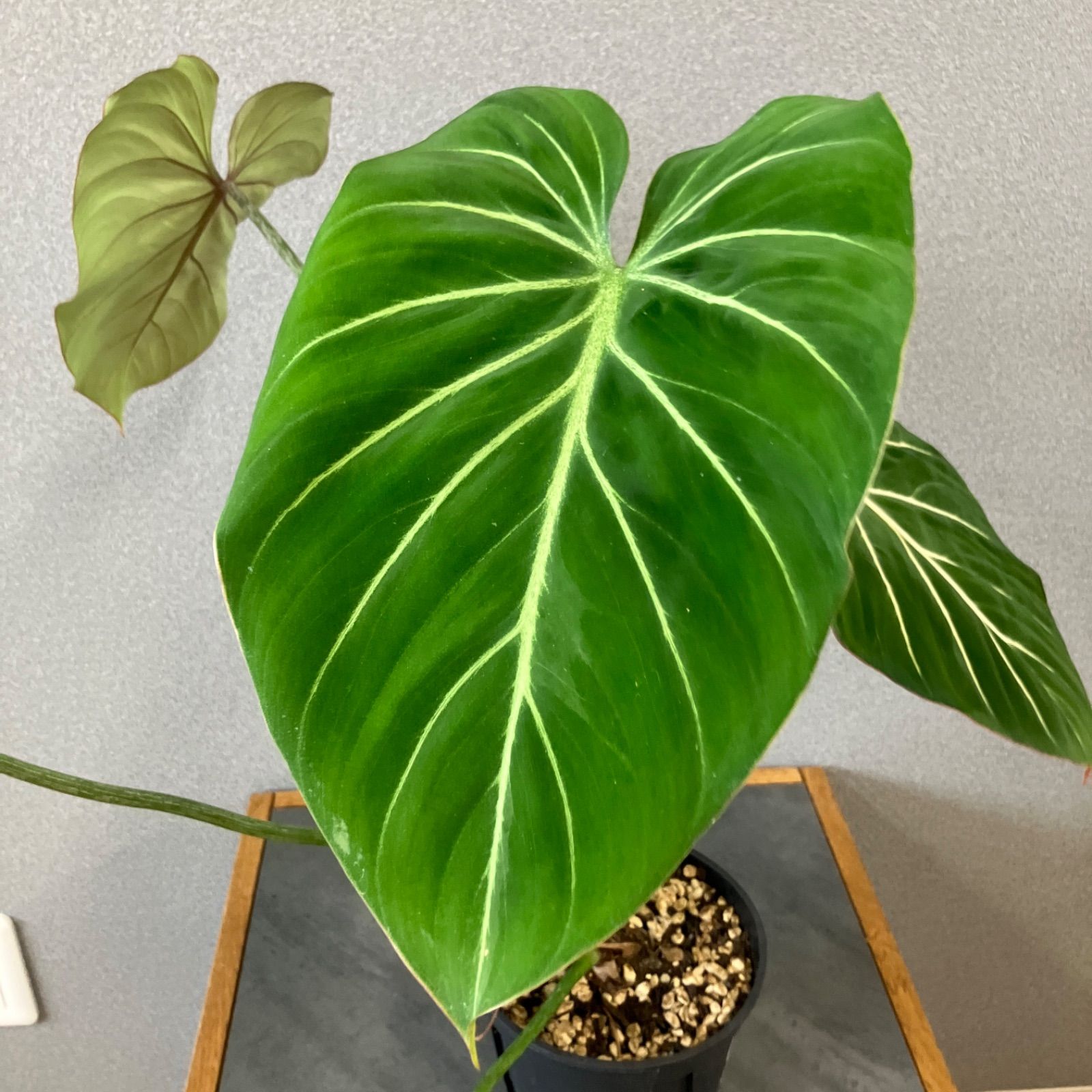 希少❗️フィロデンドロン グロリオーサムゼブラ✨ - メルカリ