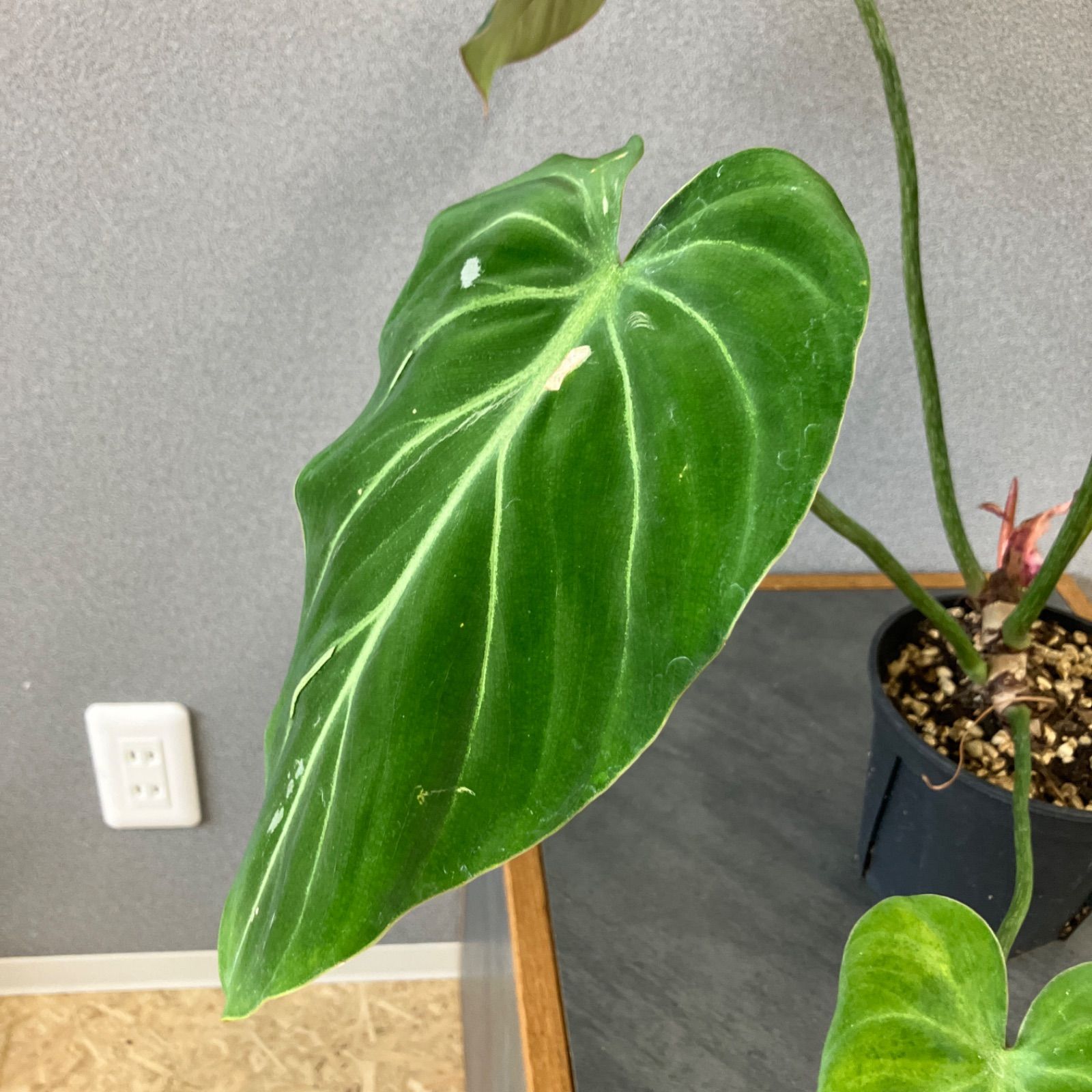 希少　フィロデンドロン　グロリオーサム　ゼブラ 希少❗️フィロデンドロン グロリオーサムゼブラ✨ - メルカリ