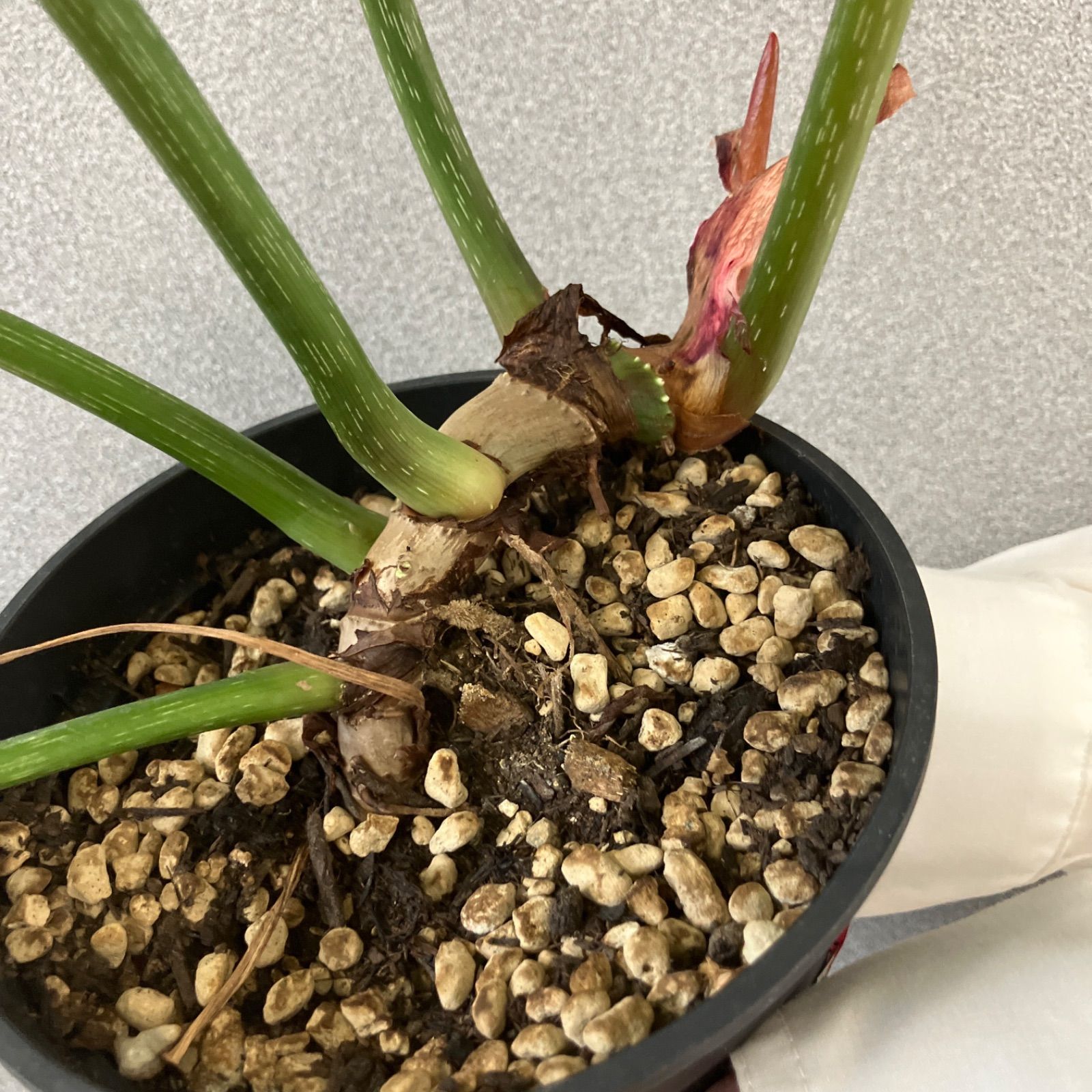 超希少❗️フィロデンドロン　グロリオーサム　ゼブラ✨ 希少❗️フィロデンドロン グロリオーサムゼブラ✨ - メルカリ