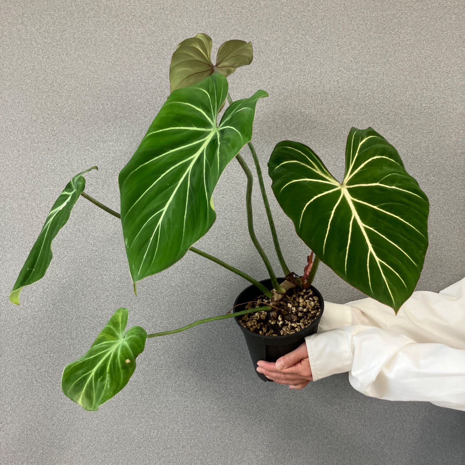 超希少❗️フィロデンドロン　グロリオーサム　ゼブラ✨ 希少❗️フィロデンドロン グロリオーサムゼブラ✨ - メルカリ