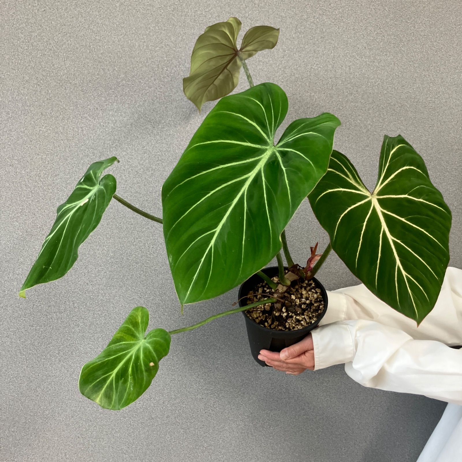 超希少❗️フィロデンドロン　グロリオーサム　ゼブラ✨ 希少❗️フィロデンドロン グロリオーサムゼブラ✨ - メルカリ