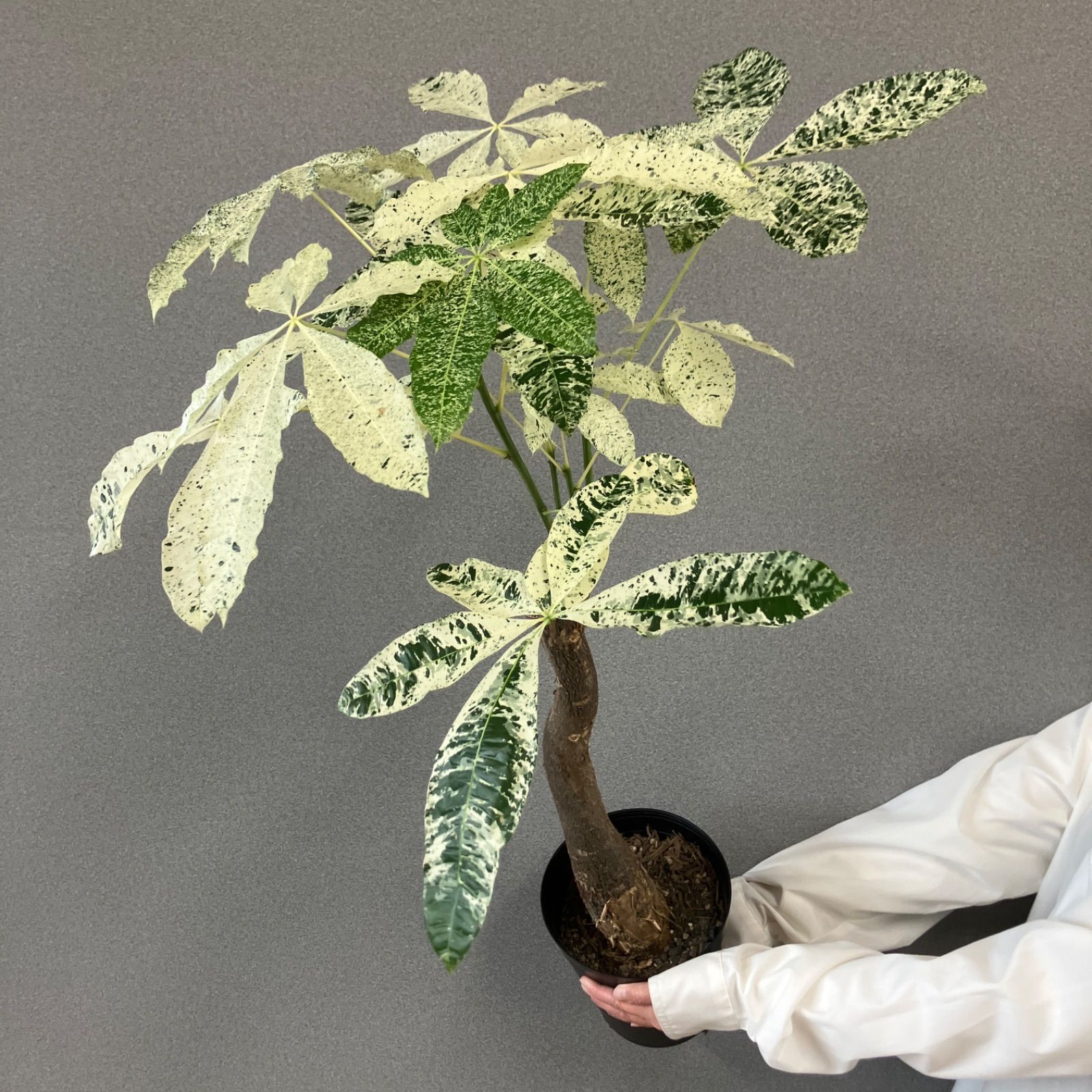 超希少❗️白勝❗️パキラ ミルキーウェイ 接木✨ - メルカリ