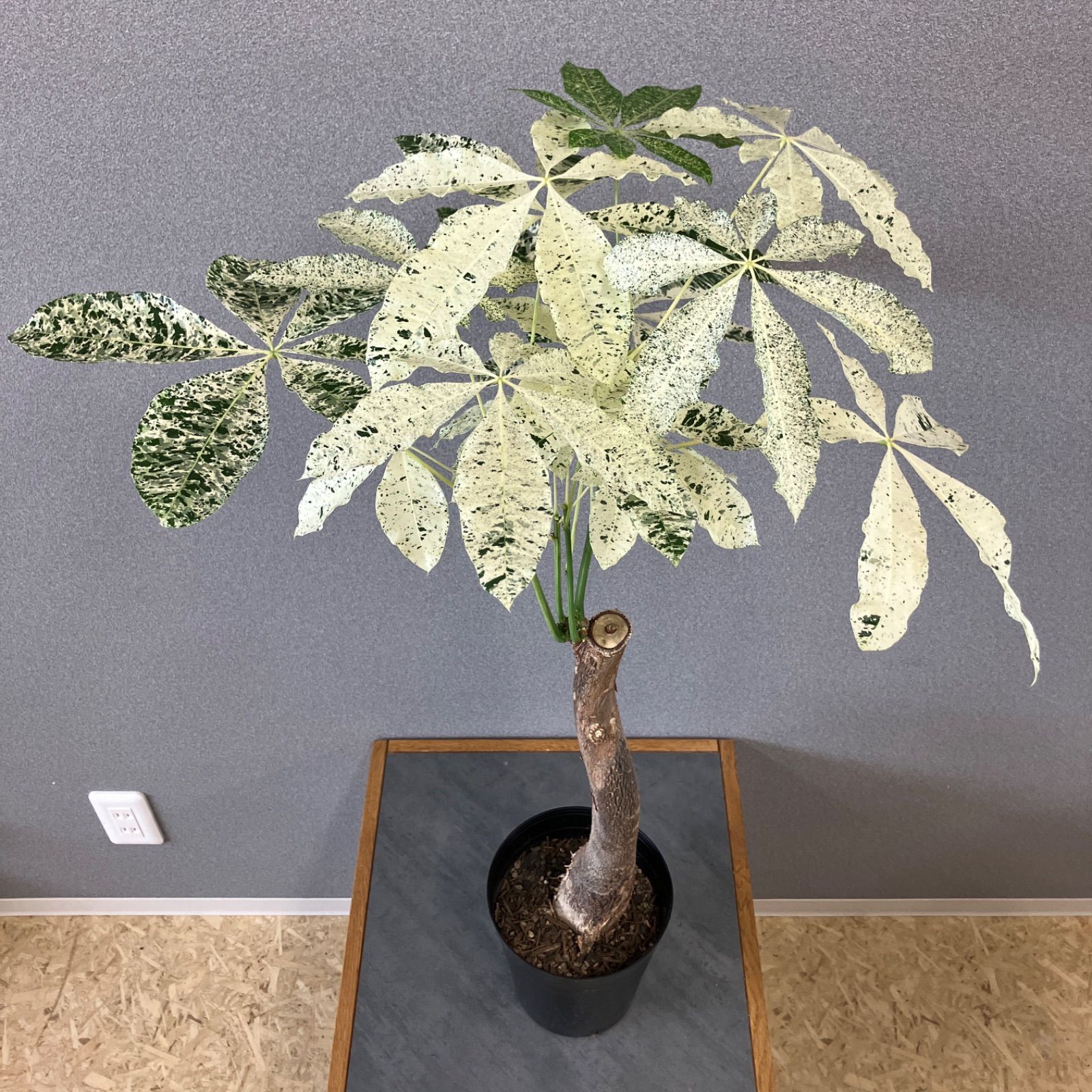 超希少❗️白勝❗️パキラ ミルキーウェイ 接木✨ - メルカリ