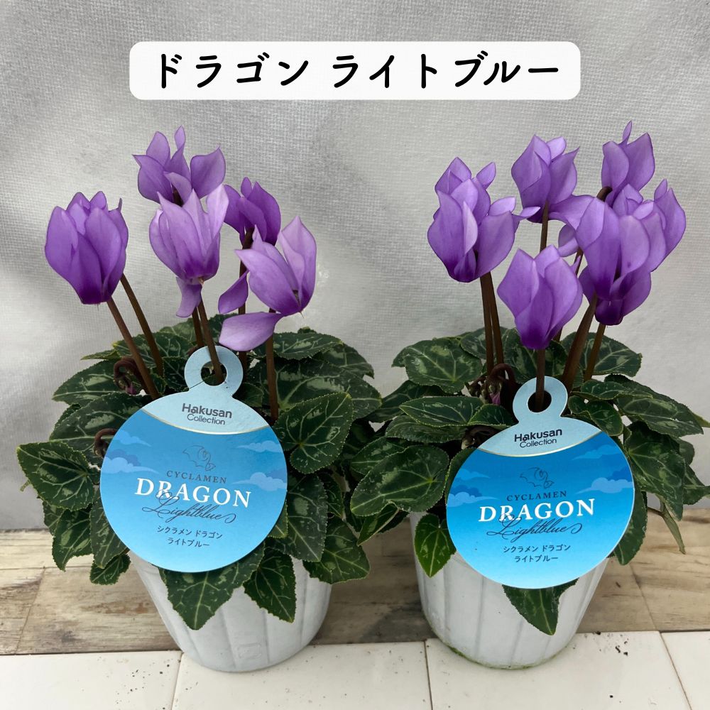 残りわずか】希少品種 ガーデンシクラメン3種6点セット | イリュージア