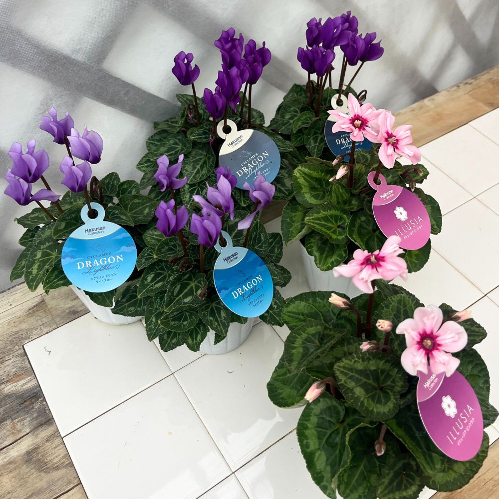 残りわずか】希少品種 ガーデンシクラメン3種6点セット | イリュージア