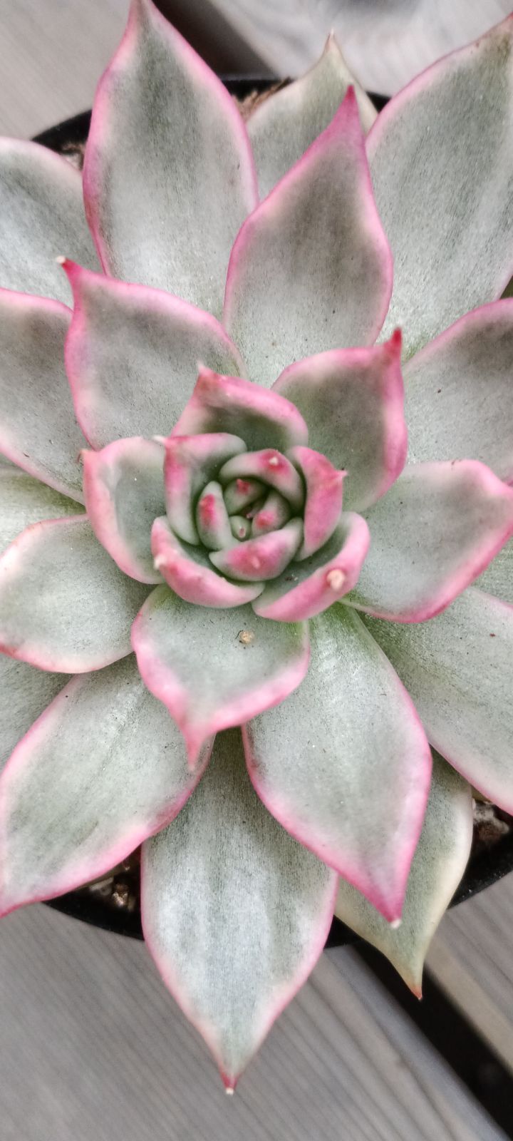 おまとめ商品 - メルカリ