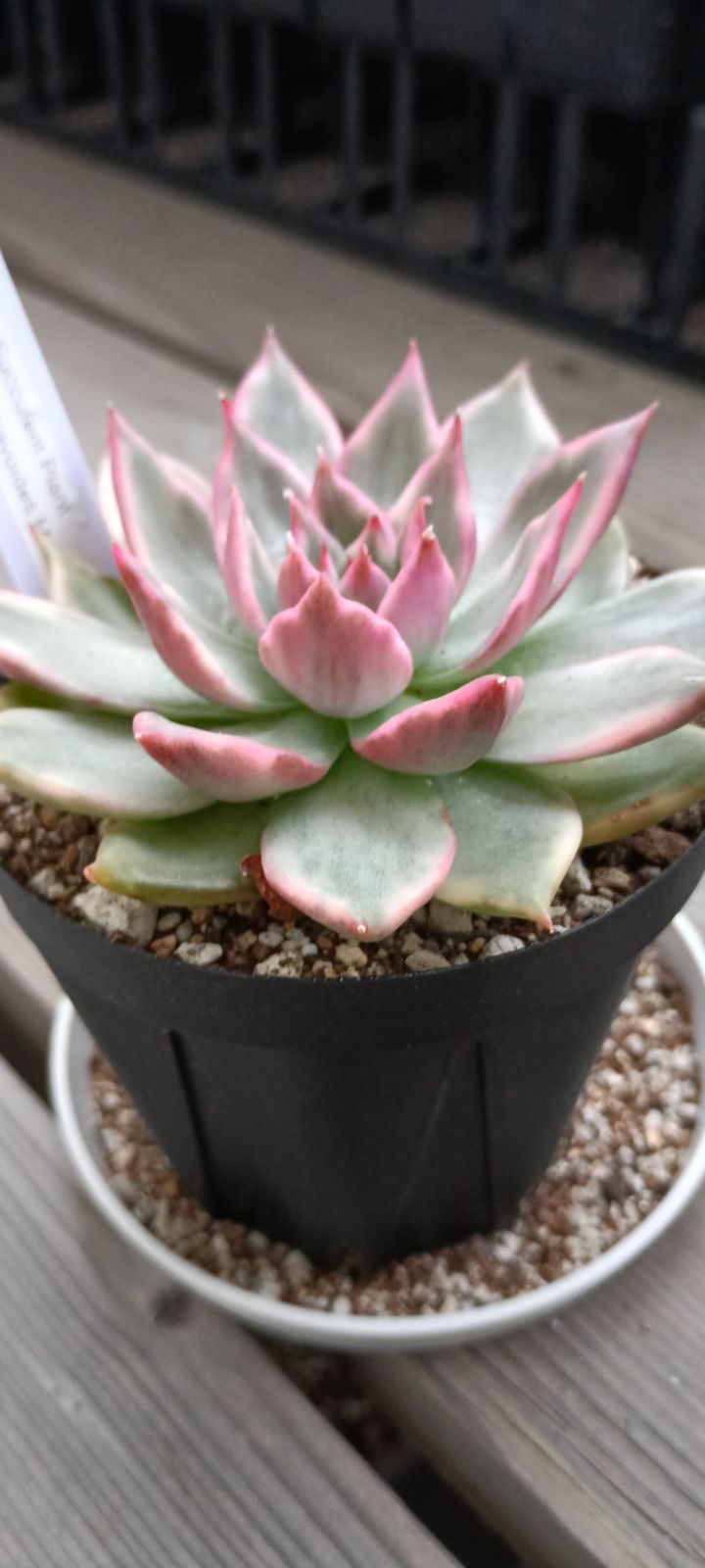 韓国輸入苗 安東マンディ錦