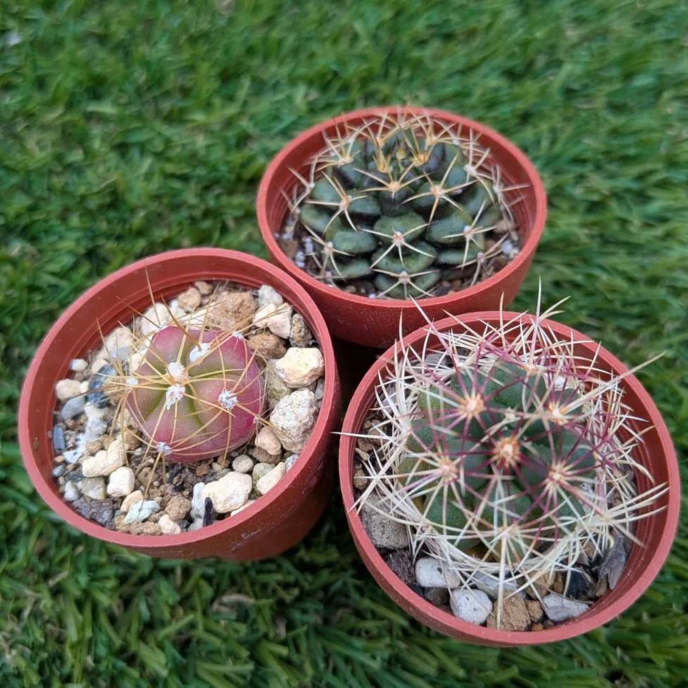 サボテン様専用 サボテンさま専用 サボテン様専用 サボテンのおすすめ