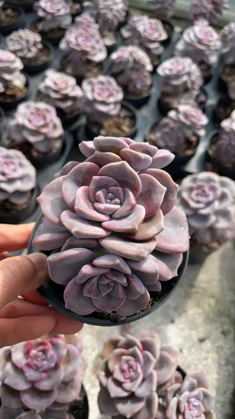 9.4万円 CIVILIZED シヴィライズド ジャケット ブルゾン バイク