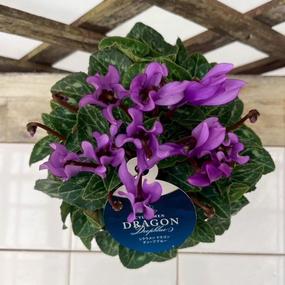 残りわずか】ガーデンシクラメン ドラゴン ディープブルー 3号 2ポット