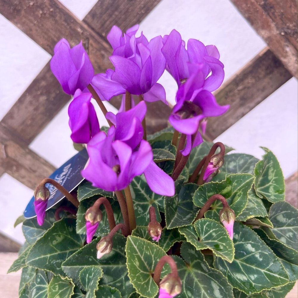 残りわずか】ガーデンシクラメン ドラゴン ディープブルー 3号 2ポット