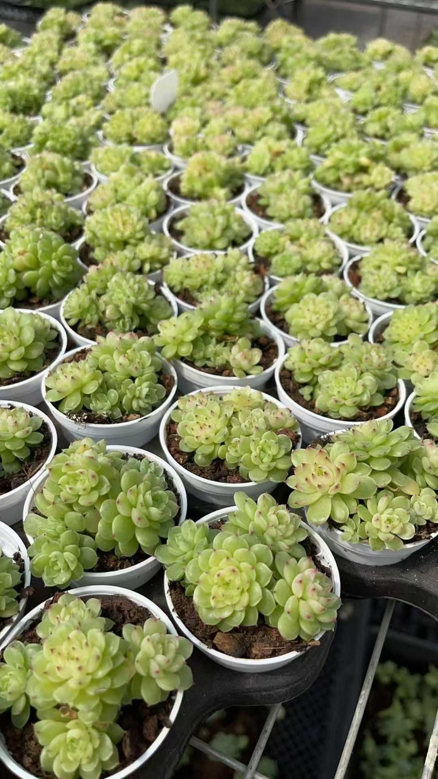 24株の抜き苗セット 浅グリーン マルガン 多肉植物 佐川急便発送 エケベリア 韓国苗 ZA952