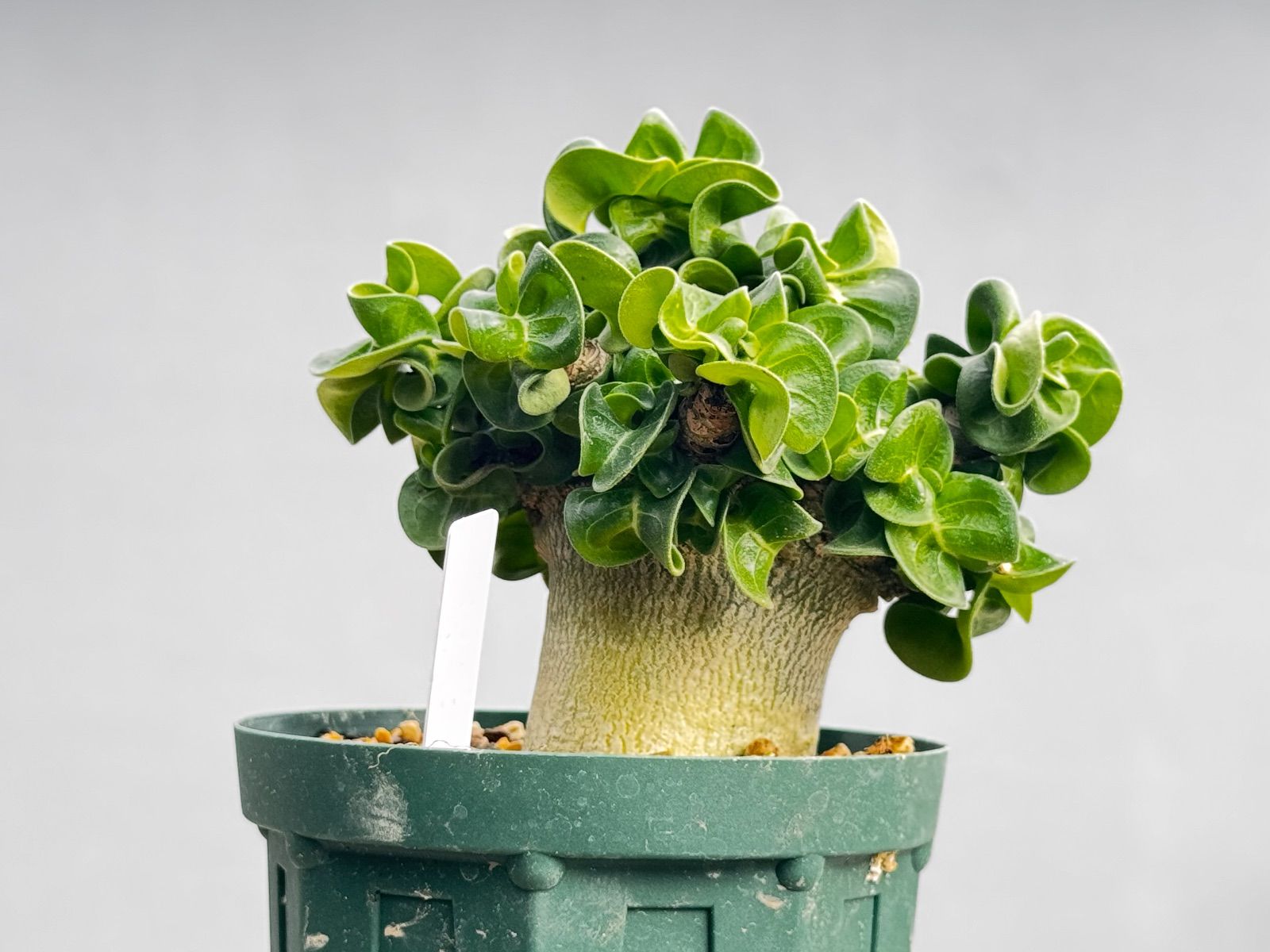 アデニウム 獅子葉 D.H.A 大7 チッチ【獅子葉/DHA】ドセットホーン