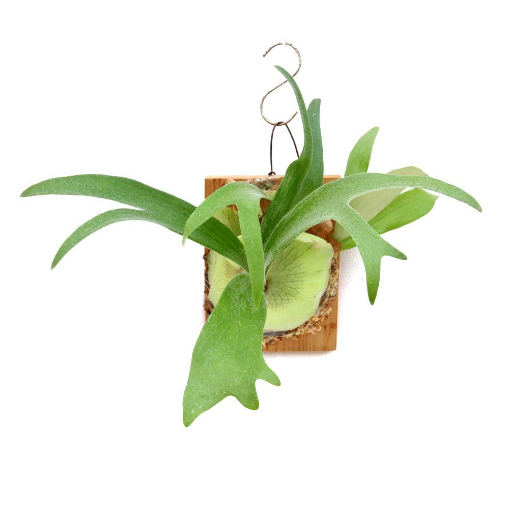 ビカクシダ　フーンシキ　板付　TC株 ビカクシダ フーンシキ TC苗 板付け（359960） - メルカリ