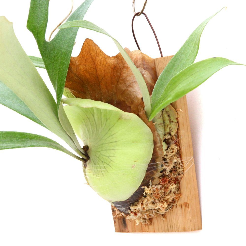 ビカクシダ フーンシキ TC苗 板付け（359960） ビカクシダ