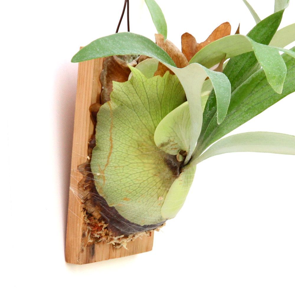 ビカクシダ フーンシキ TC苗 板付け（359960） - メルカリ