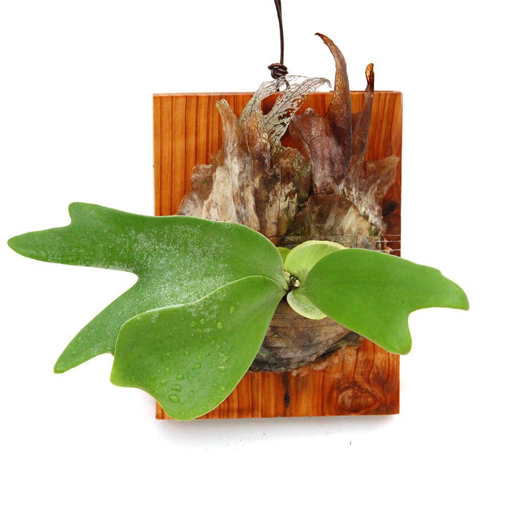 ビカクシダ　15種 ビカクシダ 15種 ビカクシダ 15種 ビカクシダ 15種 ① 観葉植物 15種