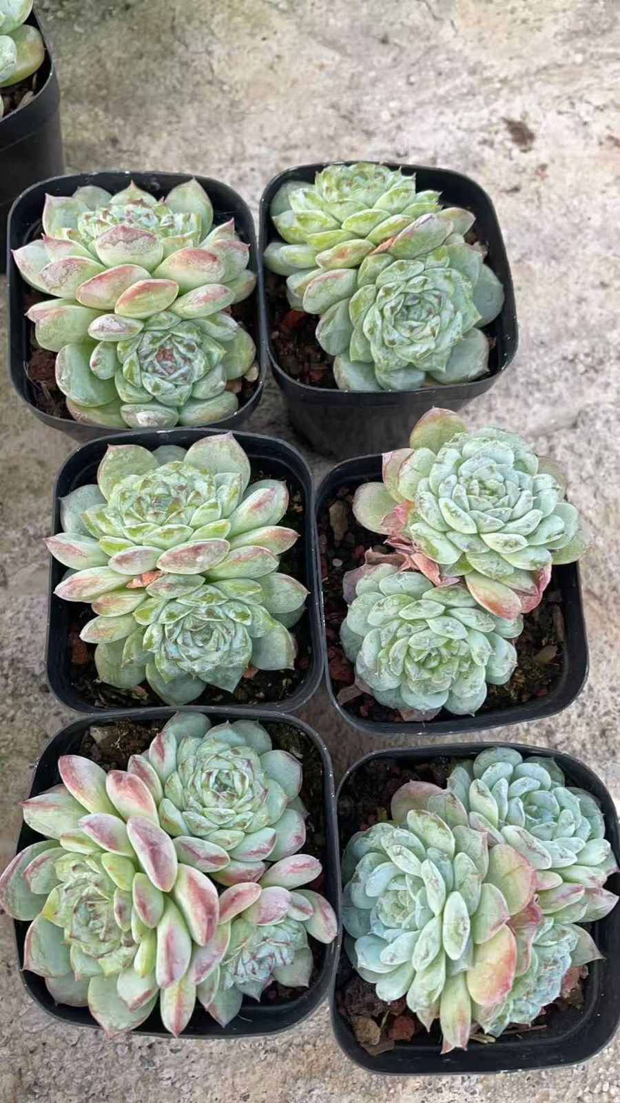 K*Z様 R19 15種類の土と根付き105苗セット 多肉 エケベリア