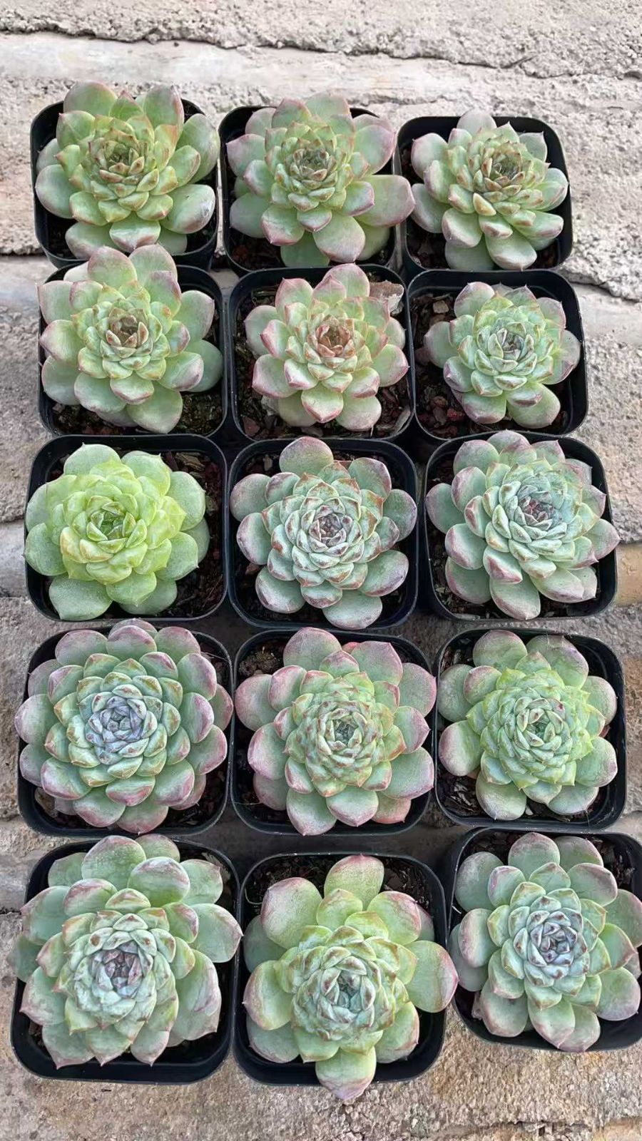 50株の抜き苗セット】アイスソール・飴心 多肉植物 佐川急便発送