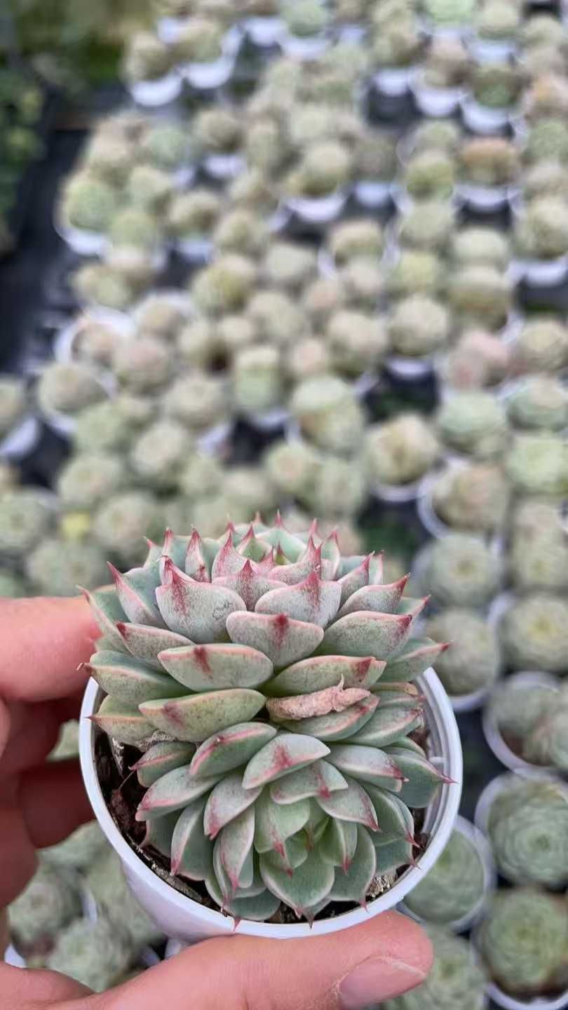 50株の抜き苗セット】ペンパルテイス 多肉植物 佐川急便発送