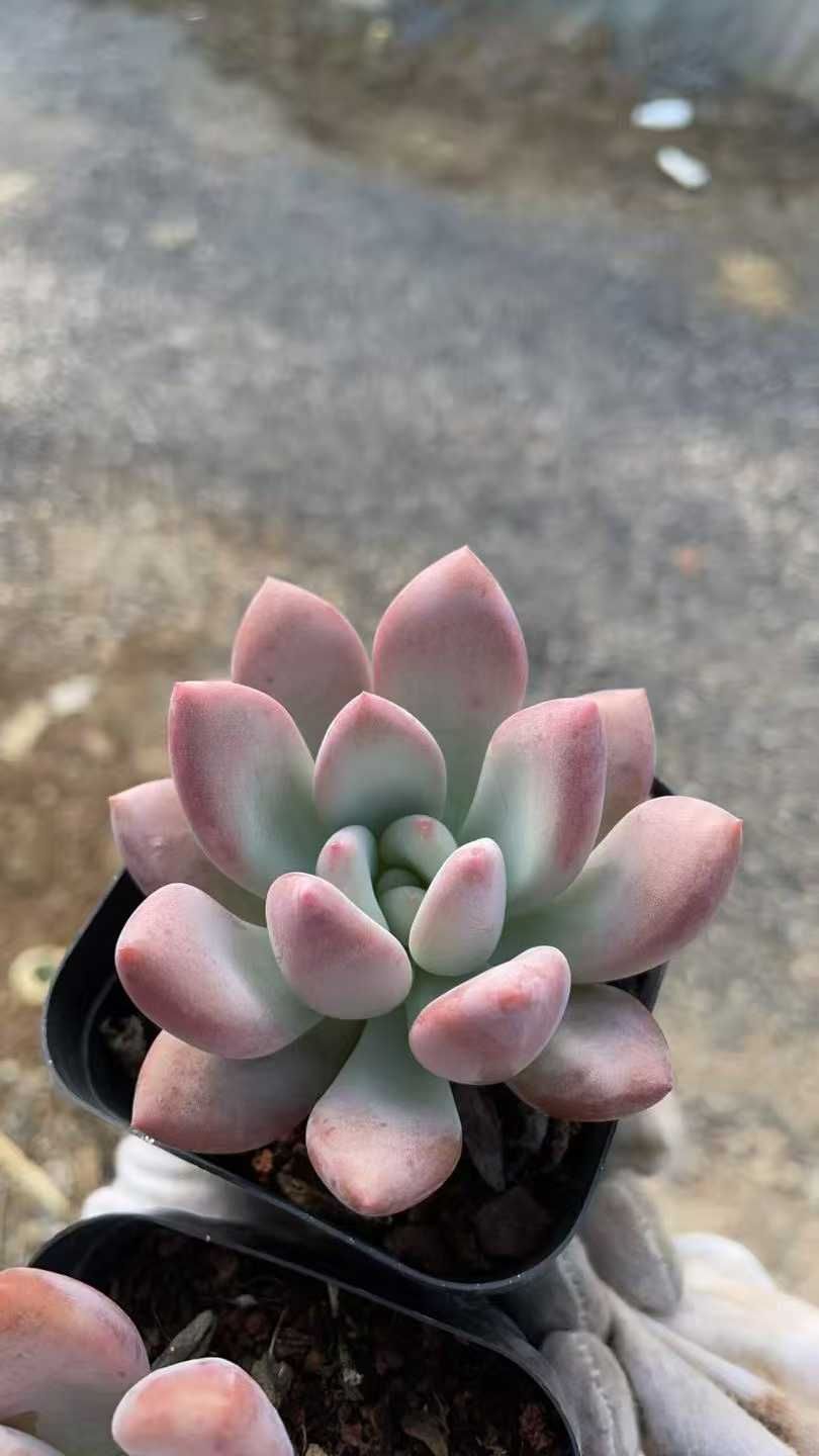 オパリナ 多肉植物