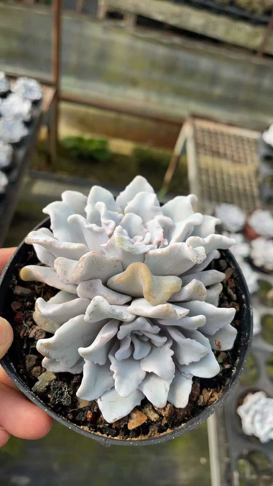 多肉植物抜き苗セット アエオニウム 6品種♡抜き苗セット⑦ 楽天市場】期間