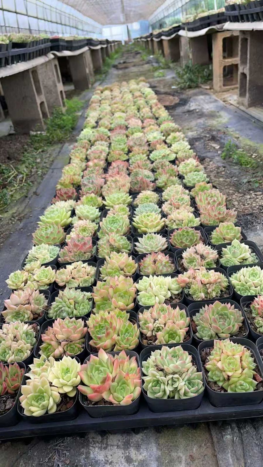 50株の抜き苗セット】マルガン群生 多肉植物 佐川急便発送 エケベリア