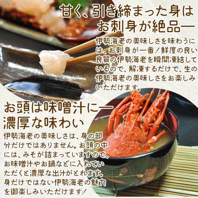 三重県産 伊勢海老 １尾 ３１０～３４０ｇ （ギフト梱包） お刺身用 冷凍伊勢海老 鮮度の良い 伊勢海老 を瞬間凍結