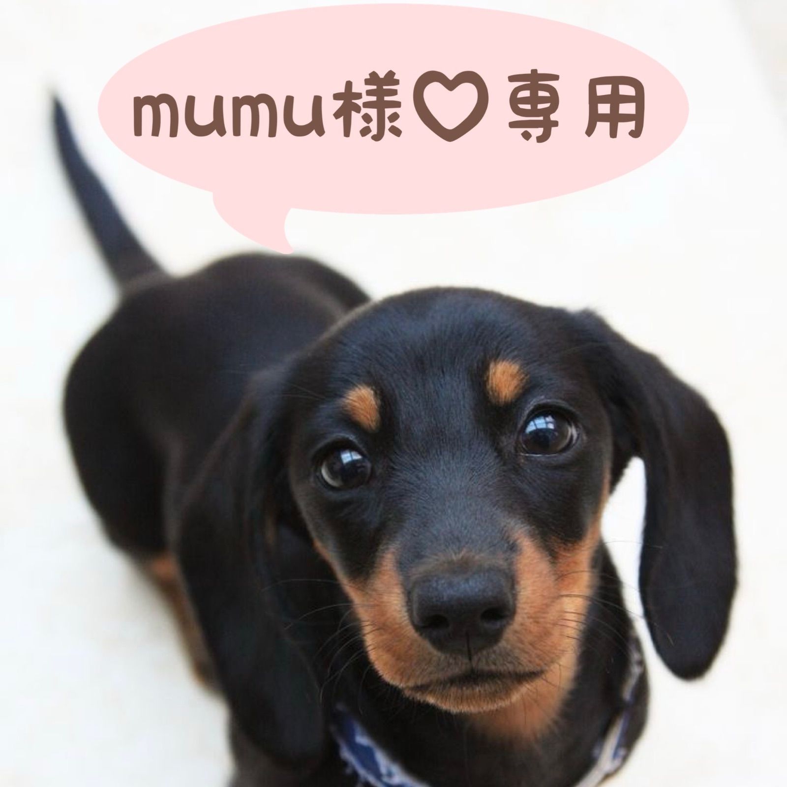 No.犬服ハンドメイド 専用○犬服○ハンドメイド 胴38 NO.549 楽天市場