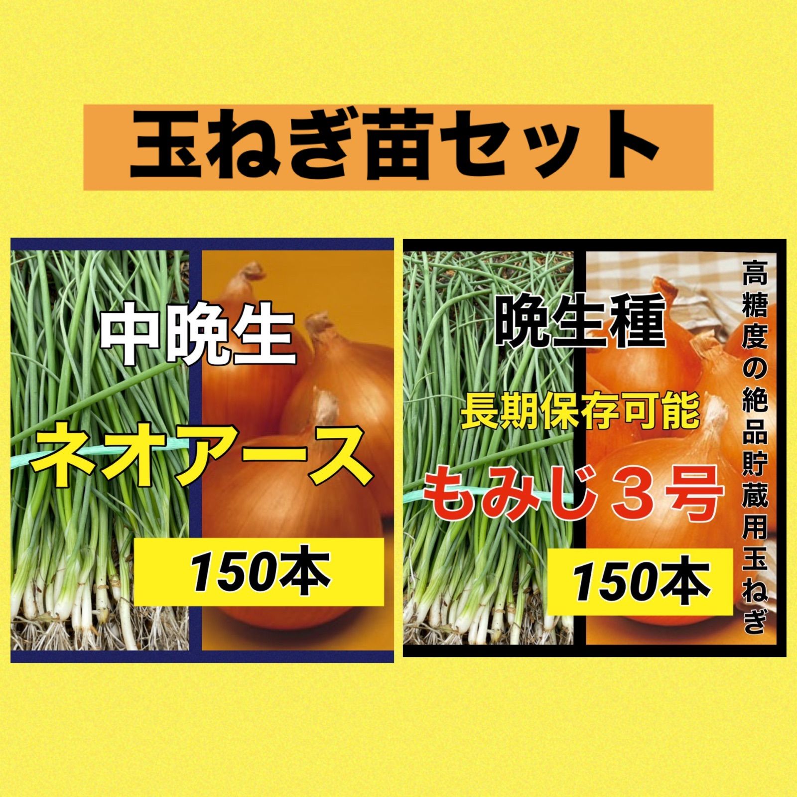 苗の専門店発送‼️ネオアース150本➕もみじ3号150本‼️